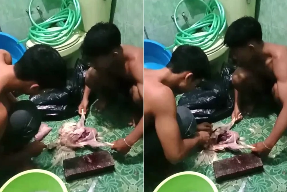 Viral Dana Pemprov Belum Turun, Atlet Binaraga Malang Nekat Konsumsi Ayam Tiren